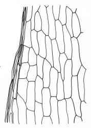 Fissidens dealbatus, laminal cells, margin of vaginant lamina.  Drawn from C.R. Spragg 93, AK 291813.
 Image: R.C. Wagstaff © Landcare Research 2014 